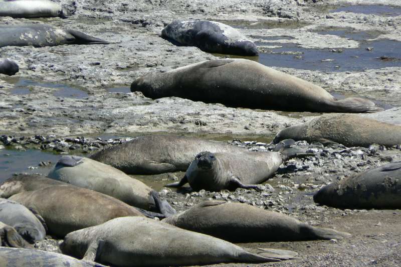 06 Elefanti Marini a Punta Delgada